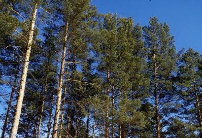 Роман Габов намерен добиваться увеличения финансирования Агентства лесного хозяйства области